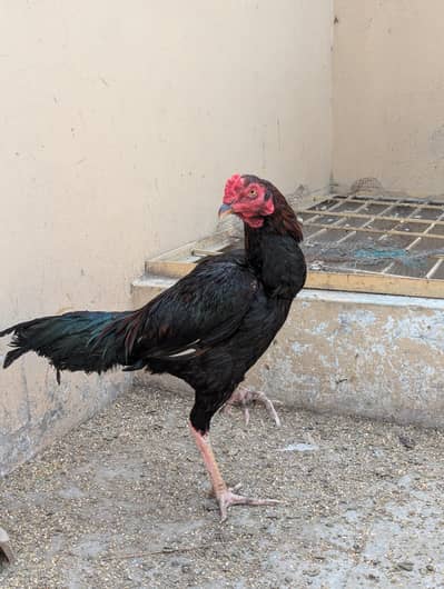 Aseel murga home breed