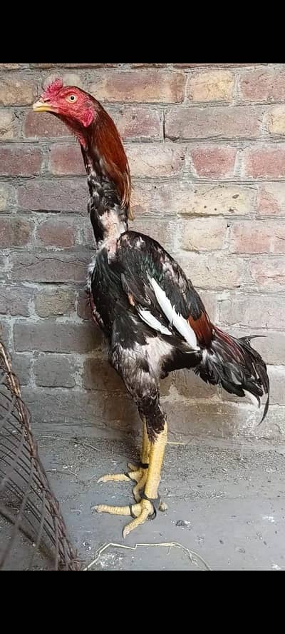 Turkish Hint 03086667990