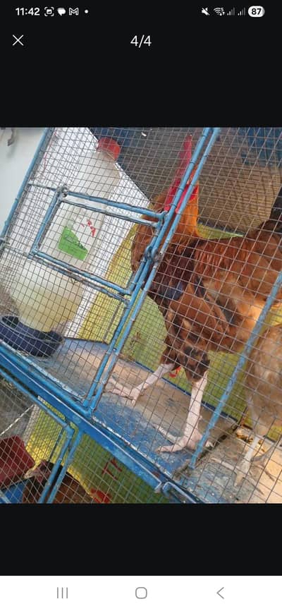 Strong Pinjra for sale  8000 self pick from latifabad unit 5