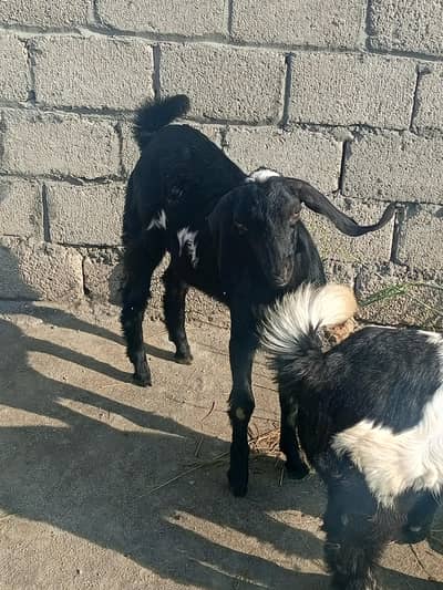 male and female goats for sale