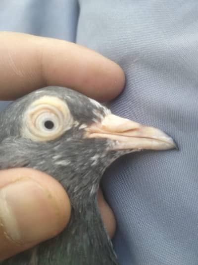 teddy pigeon bachay only for sale