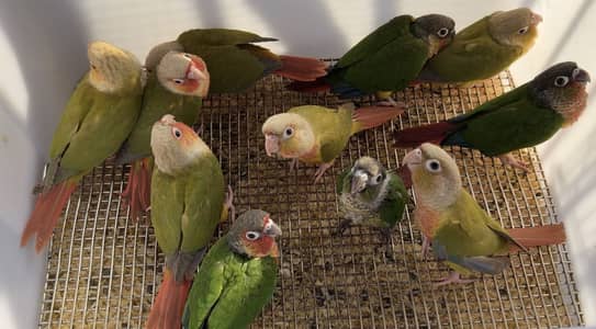Pinapple conure self chicks
