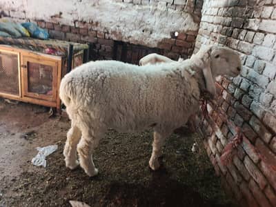 kajla sheep for sale