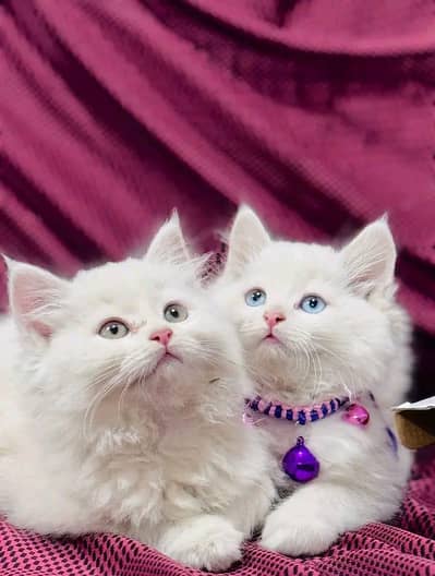 Persian Cats & Kittens 3 kot Healthy & Playfully O348 O16ƷO6Ʒ waʘ⁠‿⁠ʘ