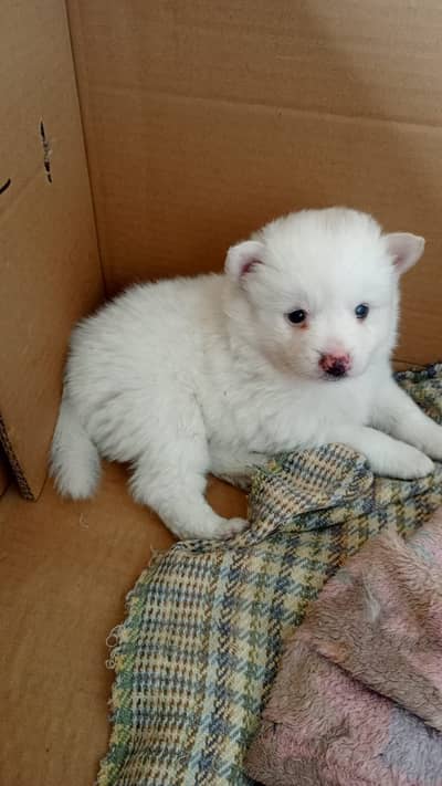 RussianPomeranian Puppies for Sale – Lahore