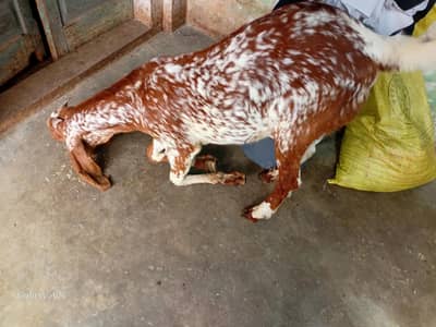 Makhi Chena Bakra For Qurbani 2026