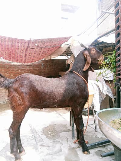 3 bakry healthy and active piks ma dakh sakty ha