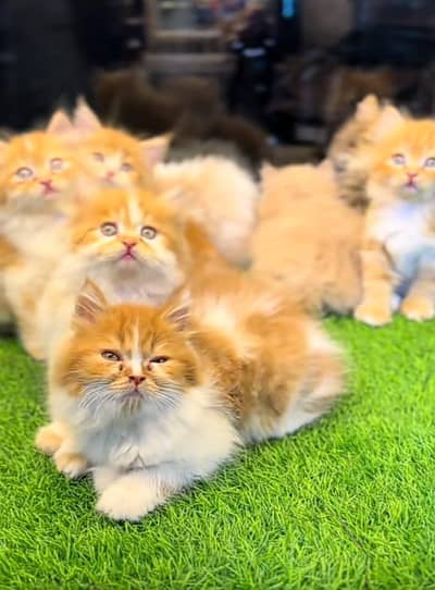 Persian Cats & Kittens 3 kot Healthy & Playfully O348 O16ƷO6Ʒ wa