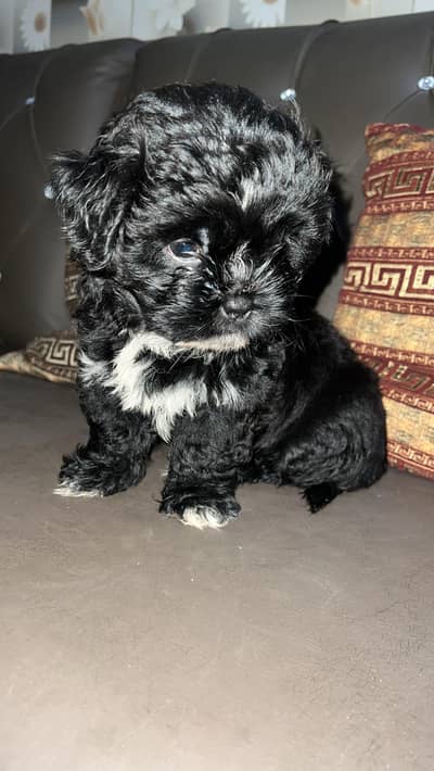Shihtzu puppy