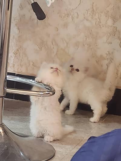 Triple Coat Persian Kitten Pair