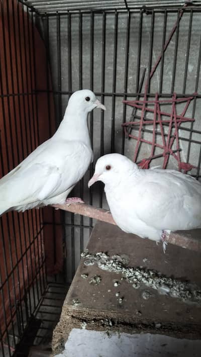 2 pair pigone and 1 pair khumre