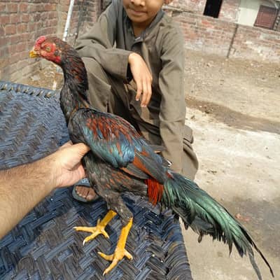 Aseel patha or pathi  mianwali breed