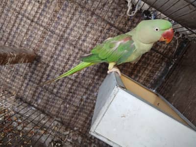 for more information Whatsapp 03186769452