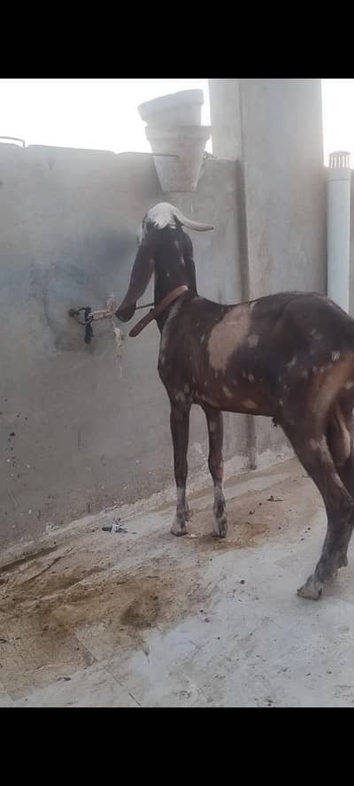 palai service available at rooftop