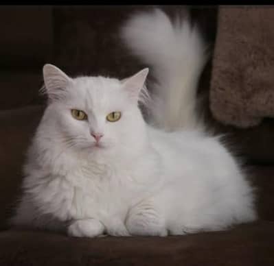 1.5 year old persian cat