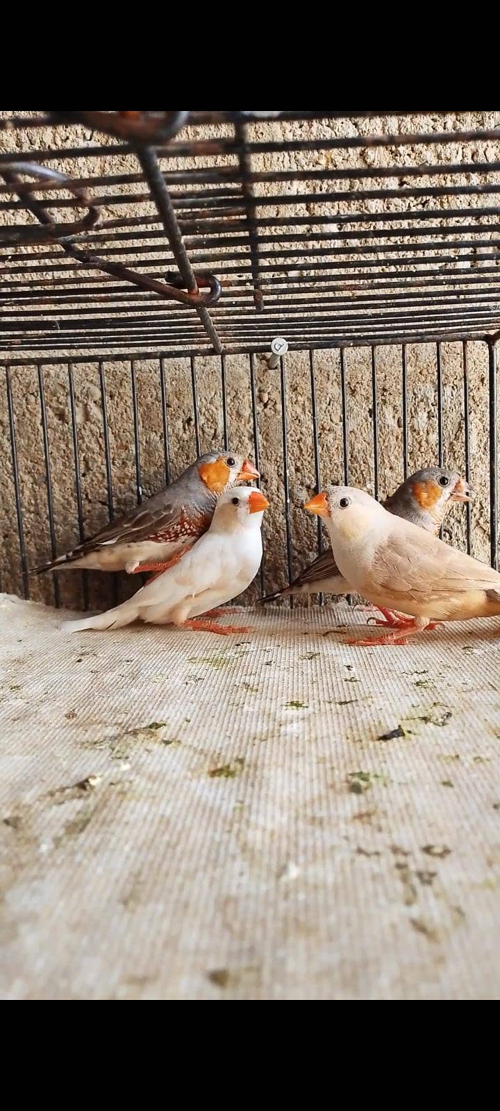 finch java cockatiel 3