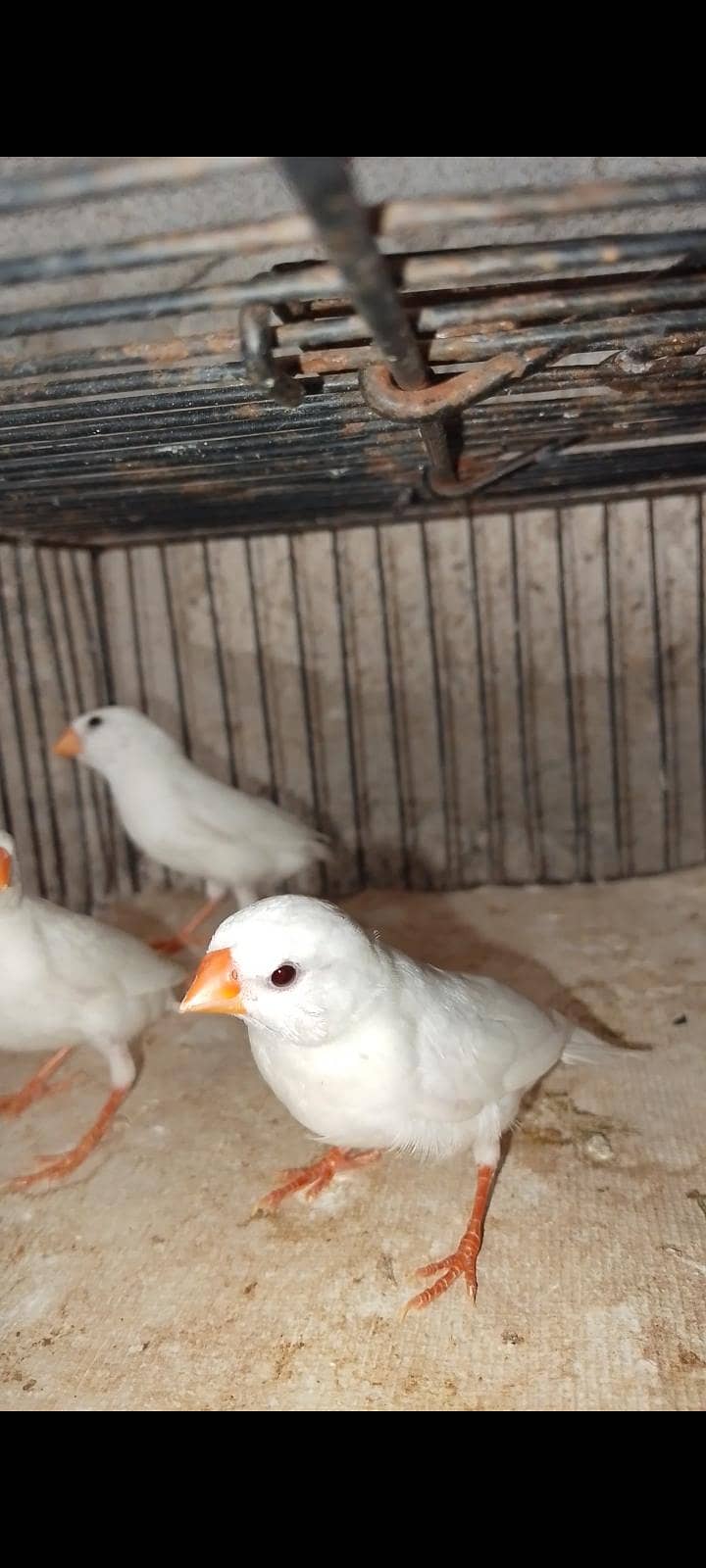 finch java cockatiel 5