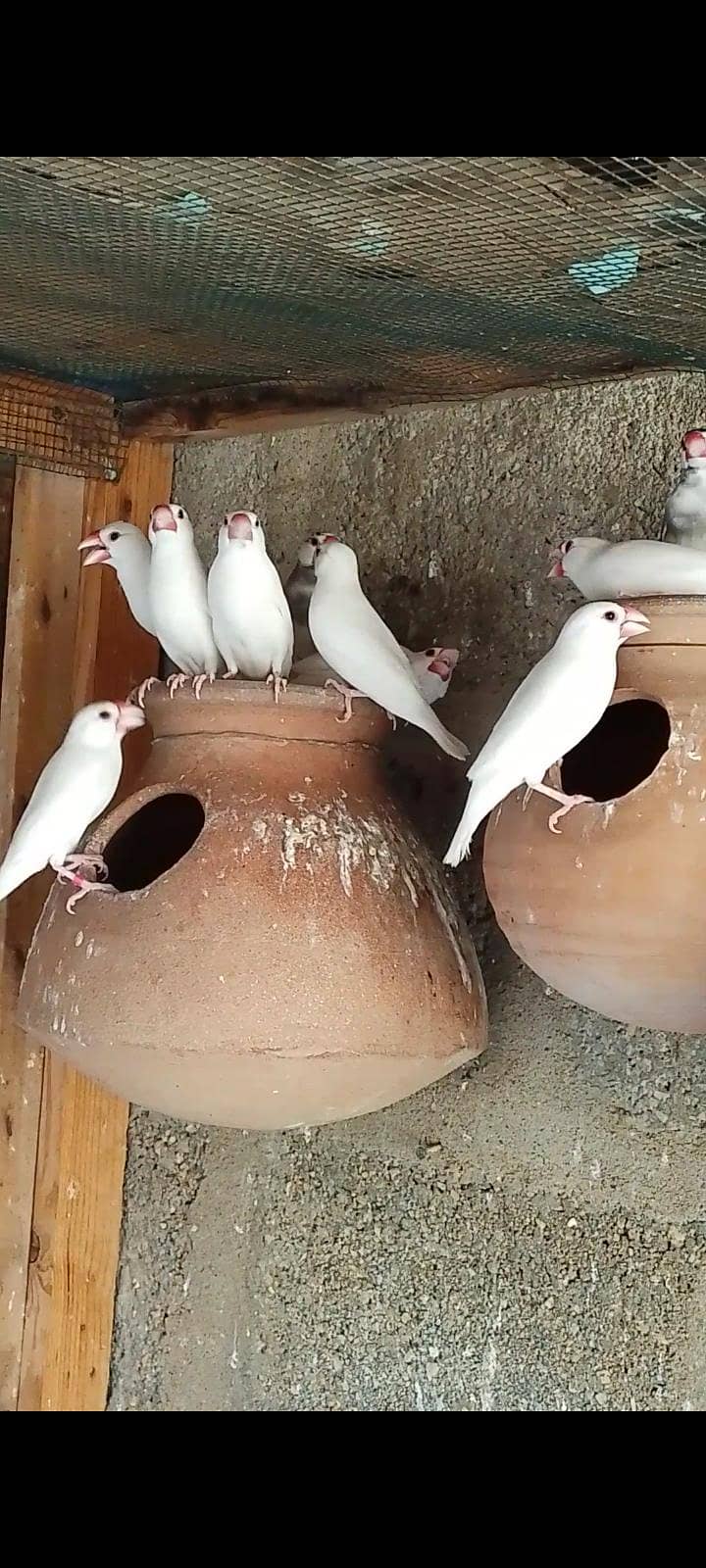 finch java cockatiel 7