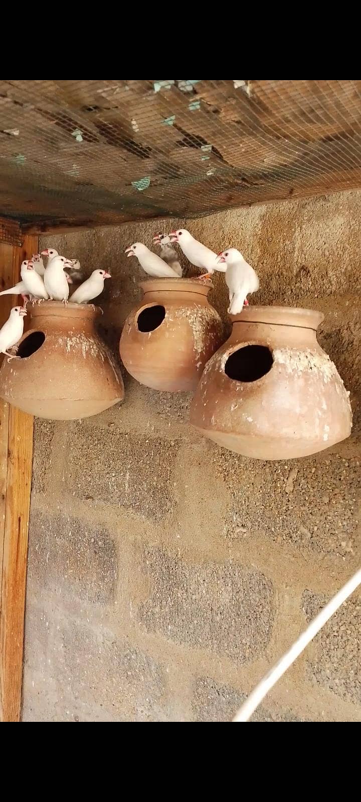 finch java cockatiel 8