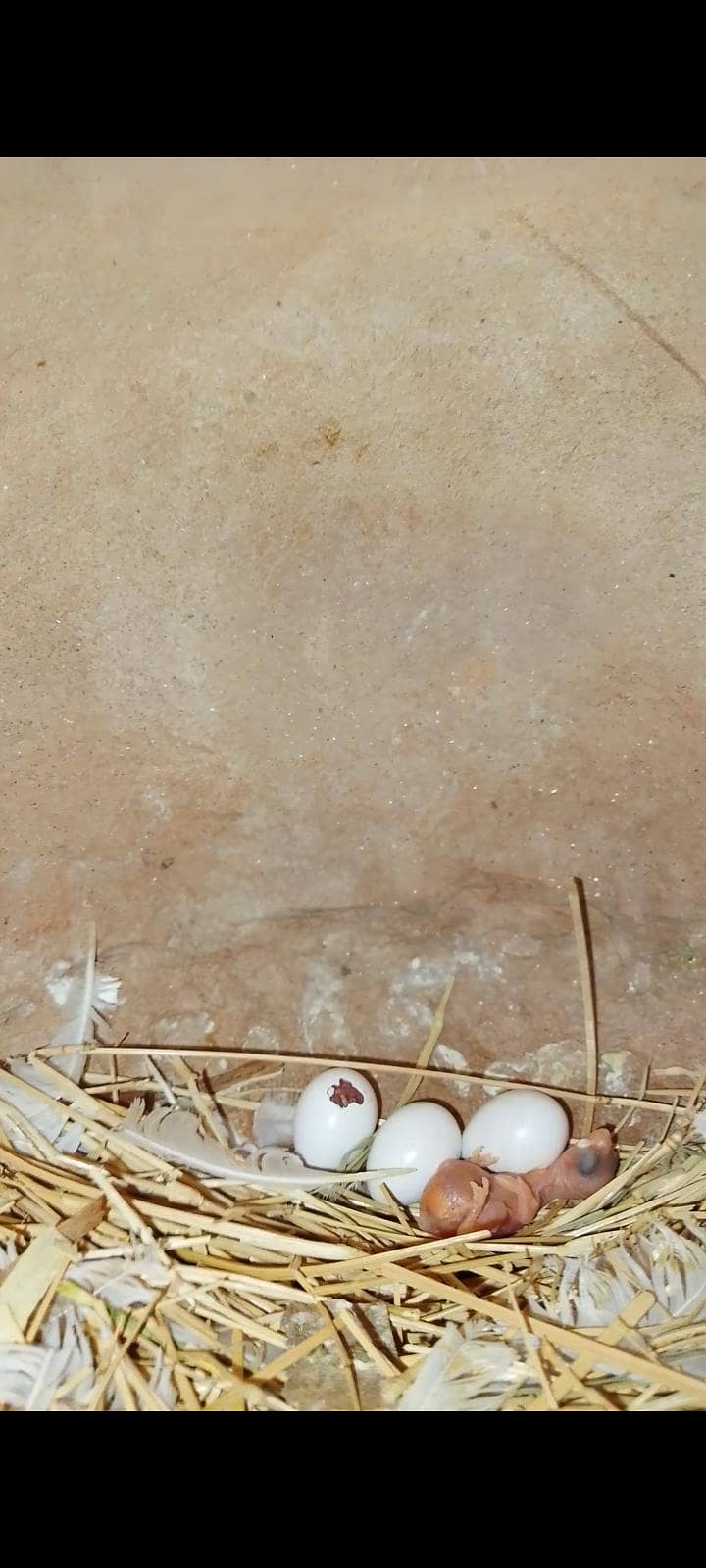 finch java cockatiel 9