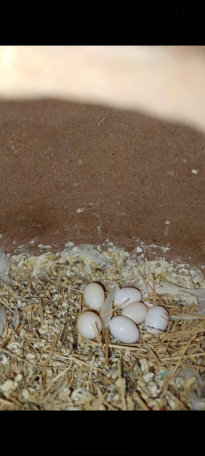 finch java cockatiel 10