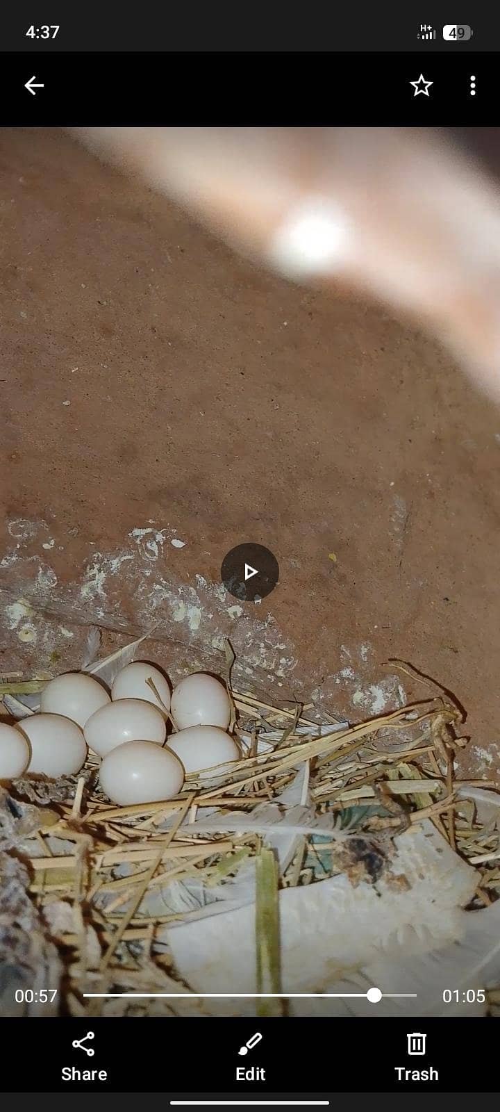 finch java cockatiel 11