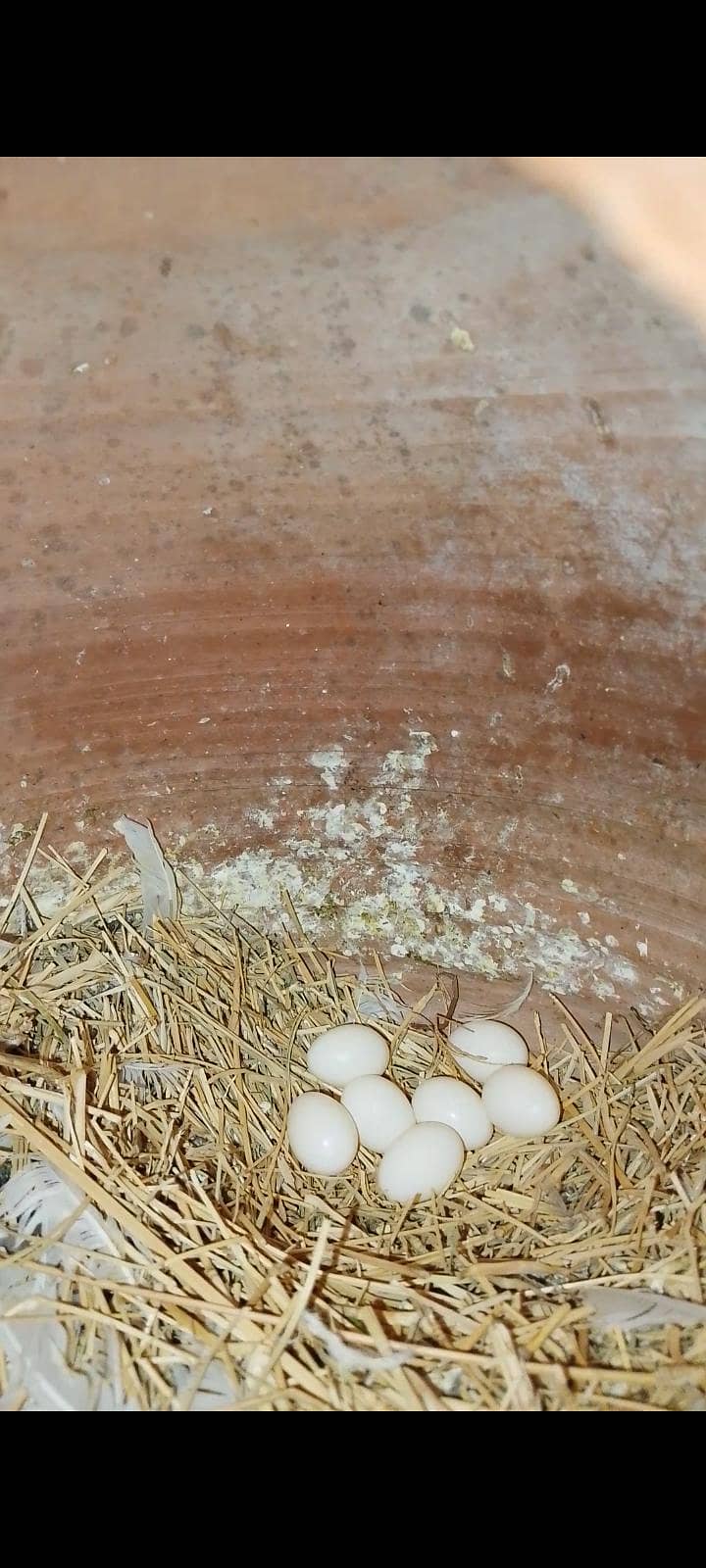 finch java cockatiel 12