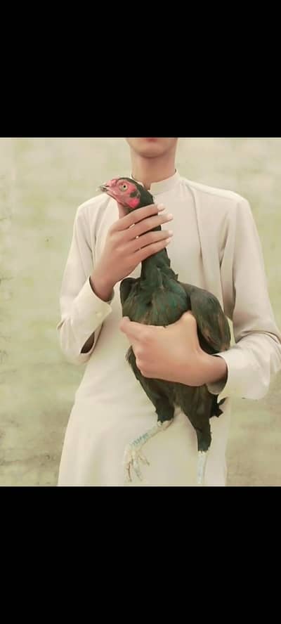 Aseel murga and murgi for sale