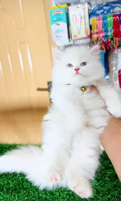 Persian Cats & Kittens 3 kot Healthy & Playfully O348 O16ƷO6Ʒ wa
