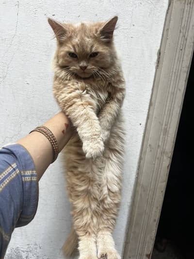 Persian kitten for sale