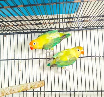 love bird setup for sale