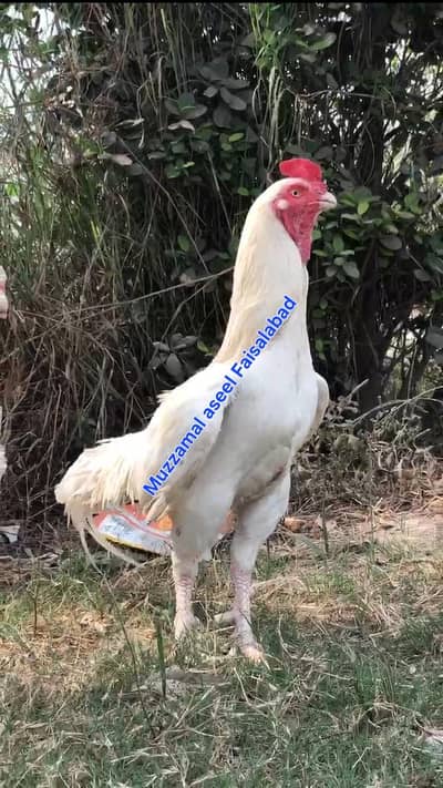 HeeraAsel+ shamochicks+ pela ptha All birds All oky ha 0306-95-60-536<