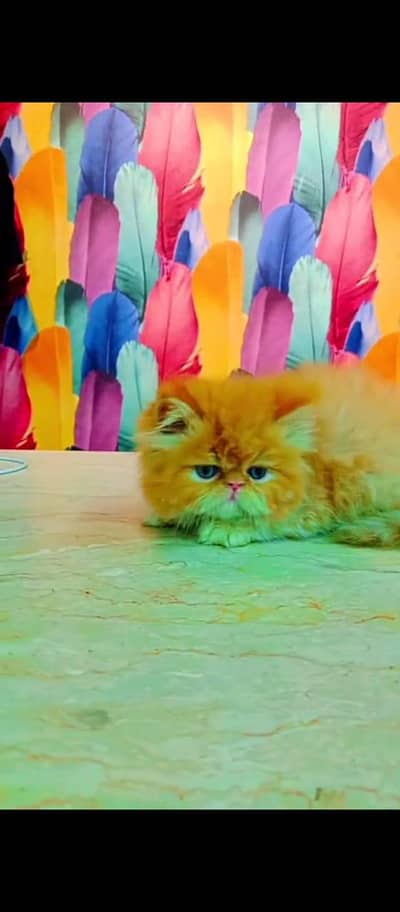 Persian Cats & Kittens 3 kot Healthy & Playfully O348 O16ƷO6Ʒ waʘ⁠‿⁠ʘ