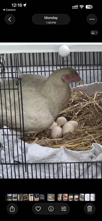 Aseel Heera Eggs for sale