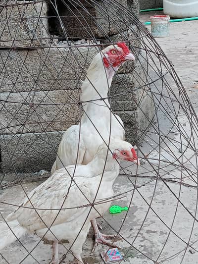 heraa asell egg for sell fotail