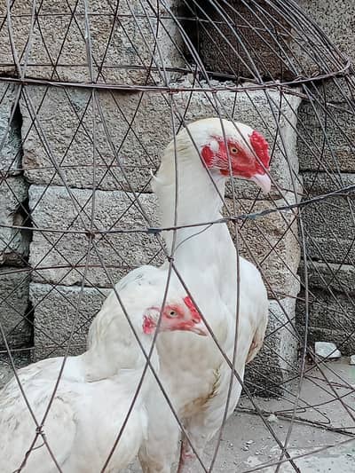 heraa asell egg for sell fotail