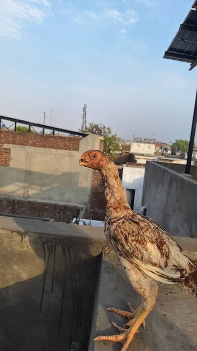 indian parrot beak chicks | coco shamo chicks | Lakha Aseel chicks |