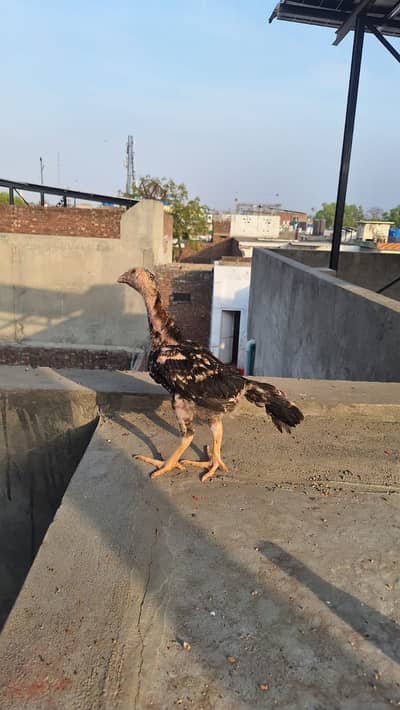 shamo chicks | coco shamo chicks | Lakha Aseel chicks | white shamo