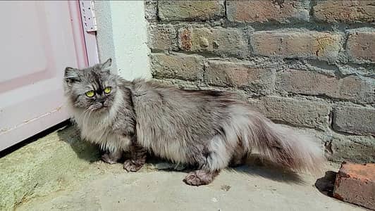 punch face female 3 coat cat