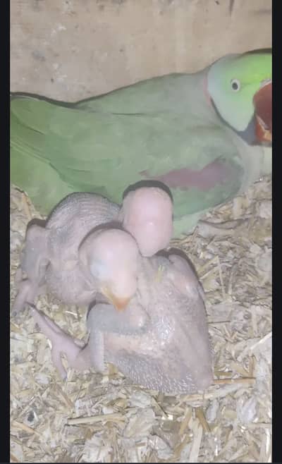 Raw parrots chicks available