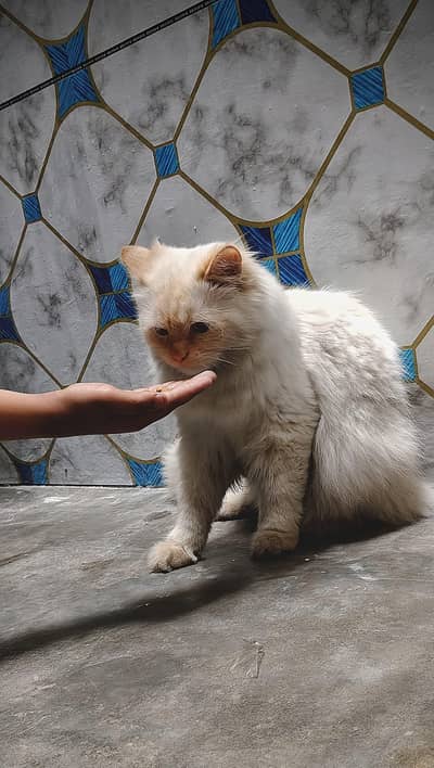 White Persian cat, age 12 month, also vaccinated.