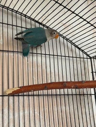 Love bird Pathay and australian