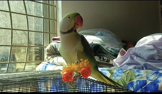 Raw fully  Tame talking Breader Mail