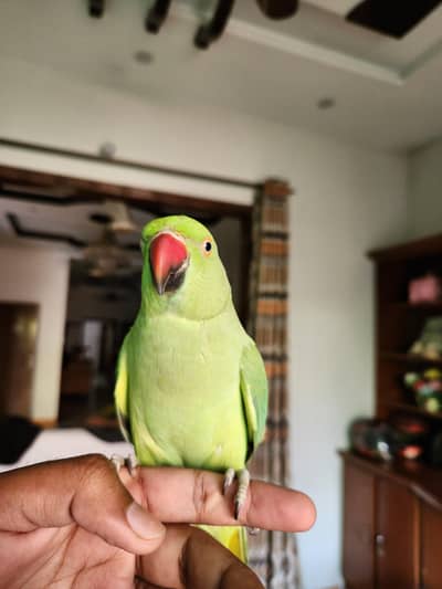 hand tame talking breeder female