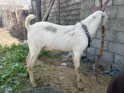 Bakra for sale