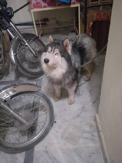 sale Dog Siberian husky