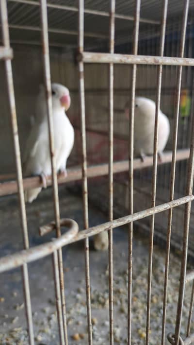 love birds,blue pasnta, albino,and fasher best pairs