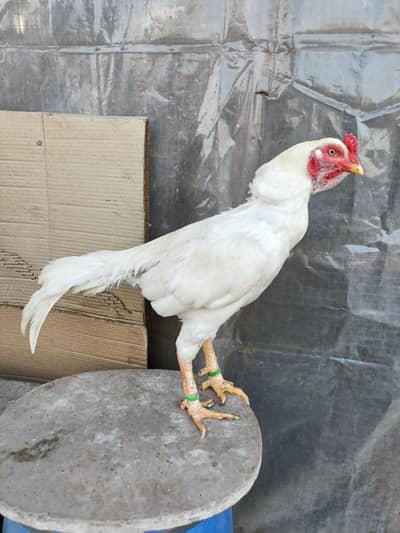 Aseel Mianwali Heera