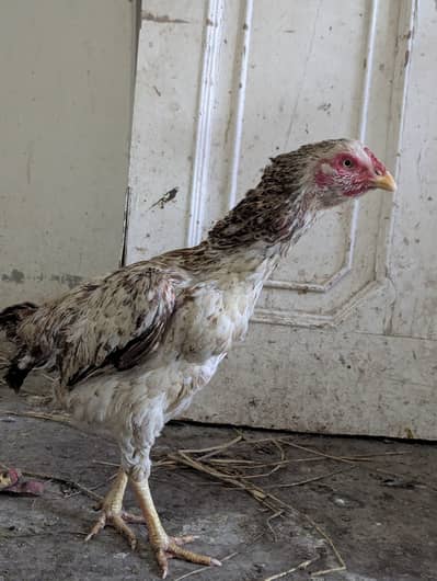 Aseel hens for sale
