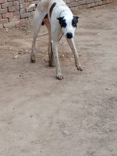 Pakistani BULLY DOG bot he achi breed ka ha